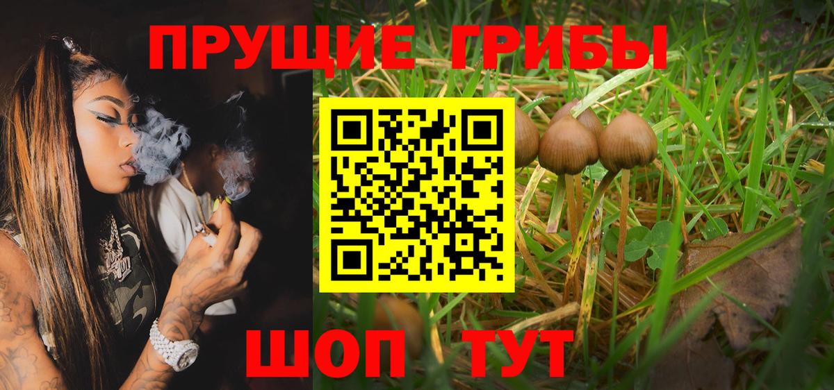 Псилоцибиновые грибы Psilocybe Гудермес